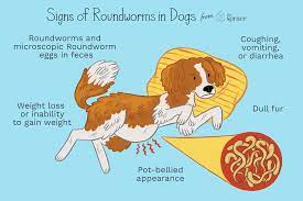 How To Treat Roundworms In Puppies And Dogs