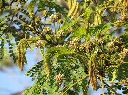 Image result for Albizia adianthifolia