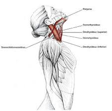 Pin On Back Pain