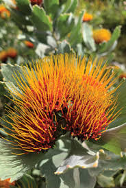 Image result for Leucospermum
