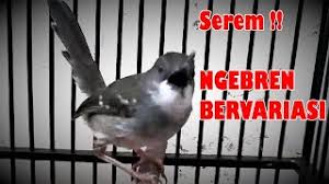 We did not find results for: Download Lagu Ciblek Kristal Nembak Mp3 Video Gratis