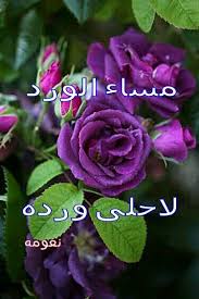 مساء الورد Flowers Rose Plants