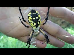 I remember growing up in texas and seeing one in our bushes. Feeding A Huge Spider The Yellow And Black Garden Spider Spidey Fridey Pt 1 Youtube