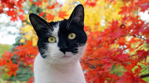 Mold schattige dieren mold van schattige mini dieren met een kip, hond, varken, kat en een muis. 40 Prachtige Katten Wallpapers En Foto S Mooie Achtergronden