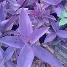 619 likes · 1 talking about this. Jual Produk Bibit Tanaman Gantung Termurah Dan Terlengkap Juli 2021 Bukalapak