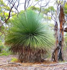 Image result for Xyris obscura