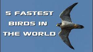 Top 5 Fastest Birds In The World Fastest Animals On Earth Freeschool Creature Countdown Youtube
