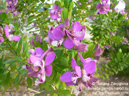 Image result for Polygala stenopetala