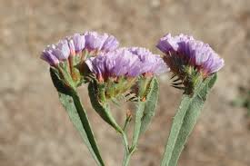 Image result for Limonium sinuatum