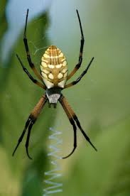 This page provides an overview of all common spiders in alaska and answers some frequently asked questions. Black And Yellow Garden Spider Argiope Aurantia Spider Garden Spider Weird Insects
