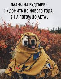 pin ot polzovatelya svetlana perepelica na doske sarkazm yumor rzhaka sobaki i shenki shenki retriver