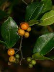 Image result for Toddalia simplicifolia