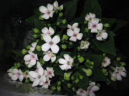 Bouvardia Flower Key Best Flower Wallpaper