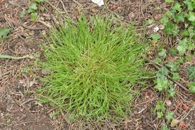 Image result for Poa annua
