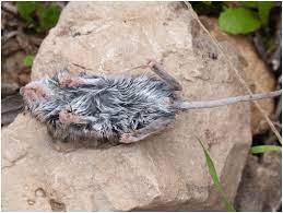 How do you get rid of a dead rat smell? How To Get Rid Of Dead Mouse Smell X Pest