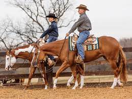 Alternatively, bond with your horse on long trail rides by choosing a used western trail saddle that keeps both you and your equine companion comfortable as you navigate through nature. 880 Western Horses Ideas In 2021 Western Horse Horses Quarter Horse
