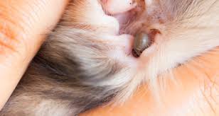 Ticks like to settle in hairless areas, so pay particular attention to your dog's head, neck, groin, feet, armpits and ears. 6 Places Ticks Hide On Dogs Petcoach