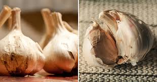 If you temperature is too cold in winter and dips below 20f, you can grow garlic in spring and through the summer. Mother Nature Garlic