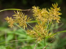 Image result for Microcharis