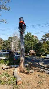 Emergency Tree Removal Homebush West Tree Removal Garden Services Emergency Tree Removal