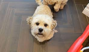 2 dogs currently in own home looking for alternative placement