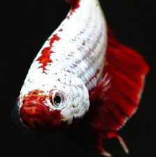 Samurai betta fish for sale online | buy samurai betta fish here. Orange Samurai Betta Home Facebook
