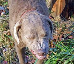 For australia, the ee20 diesel engine was first offered in the subaru br outback in 2009 and subsequently powered the subaru sh forester, sj forester and bs outback. Chesapeake Bay Retrievers Smile It S An All American Breed