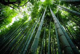 Check spelling or type a new query. How Fast Does Bamboo Grow A New World Record Bambu Batu