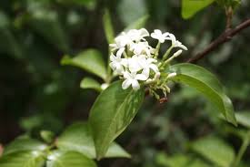 Image result for Holarrhena floribunda