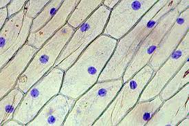 Check spelling or type a new query. Staining Of Onion Cell Nuclei Microbehunter Microscopy