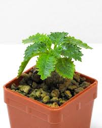 Image result for Dorstenia schliebenii