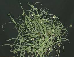 Image result for Dactyloctenium australe