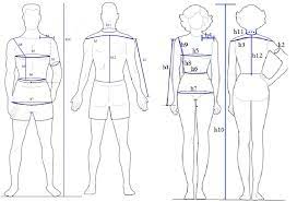 Such enmeshment in corporeality was also attributed to colonized bodies and those attributed to the lower reason, they mostly claimed, was a universal human capacity independent of corporeal. Human Body Sizes For Men Women Download Scientific Diagram