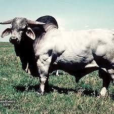 Brahman cattle are docile and affectionate. Strict Selection The Key To Award Winning Brahmans George Herald