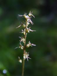 Image result for Nesaea cordata