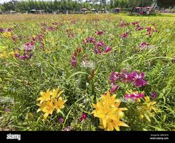 Image result for Rhynchospora brownii