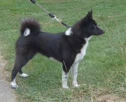 Image result for karelský medvědí pes