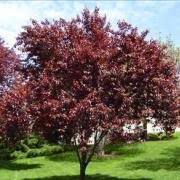 The flowers come in white, yellow, pink, purple, and red and open in early to late spring, usually before the leaves appear. Flowering Ornamental Trees Louisiana Nursery