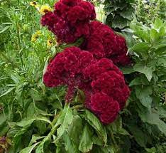 Cramer S Burgundy Celosia Flower Seeds Cristata Annual Etsy Celosia Flower Flower Seeds Celosia Plant