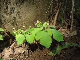 Image result for Isopyrum nipponicum