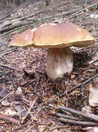 Check spelling or type a new query. Grzyby Fungi Of Poland Mushrooms Grzyby Jadalne Grzyby Trujace Borowik Prawdziwek Prawdziwki Boletus Borowik Szlachetny Bo Stuffed Mushrooms Fungi Garden Gates