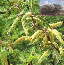 Image result for Prosopis glandulosa
