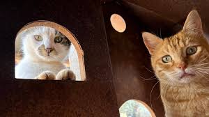 Here are the cats of Ernestos Sanctuary. Loved and cared for. Health  checked, and with the best veterinary care in Syria. These are the lucky  ones. In Syria, there are still hundreds