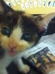 8 breeds of cat which can come in a calico. Callie The Little Calico Kitty Facebook