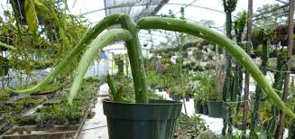 Image result for Monadenium friesii