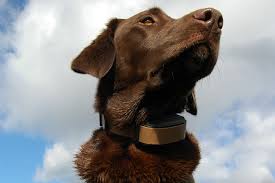 Dog shock collars can be used for many purposes concerning behavioral adjustments to your pet such as containing their area of roaming or their ceaseless barking. 3 Best Remote Dog Collars For The Everyday Working Canine Gearjunkie