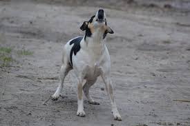 Tapi mengapa bermimpi tentang anjing hitam? Anjing Itu Menyalak Seekor Anjing Menyalak Mengikut Buku Impian