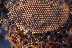 Because necta & hive honeys. Three Interesting Facts About Malaysia Honey Steemkr