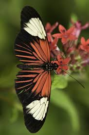 120 Beautiful Butterflies Amazing Blue Butterfly Red Butterfly Yellow Butterfly Beautiful Butterflies Butterfly Pictures Butterfly