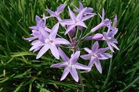 Image result for Tulbaghia alliacea